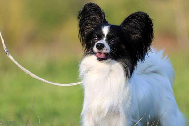 Lilly's PRIMA BALLERINA | Papillon 