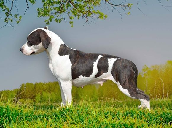 Zheltaya Rhapsody Samara | American Staffordshire Terrier 