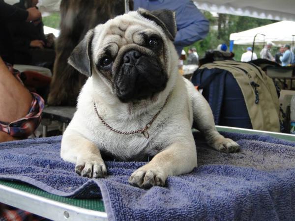 Clemdark Francia | Pug 