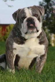 Joyful Acres Little Blue | Olde English Bulldogge 