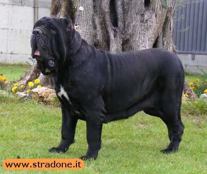 GORA SEPORIONATO CH | Neapolitan Mastiff 