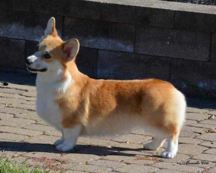 Aylesford Primary Sensation @ Winddancer | Pembroke Welsh Corgi 