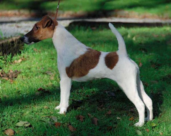 Belfox Istar | Smooth Fox Terrier 