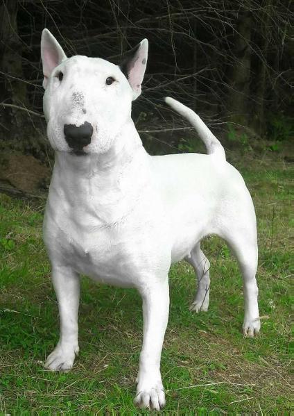 Rubbise Princess Yoko | Bull Terrier 