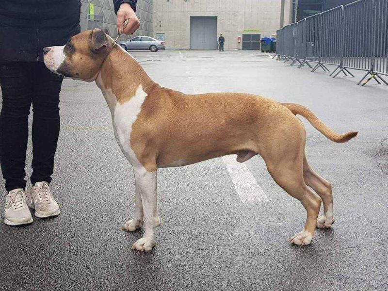 Blue Rock Quentin Tarantino | American Staffordshire Terrier 