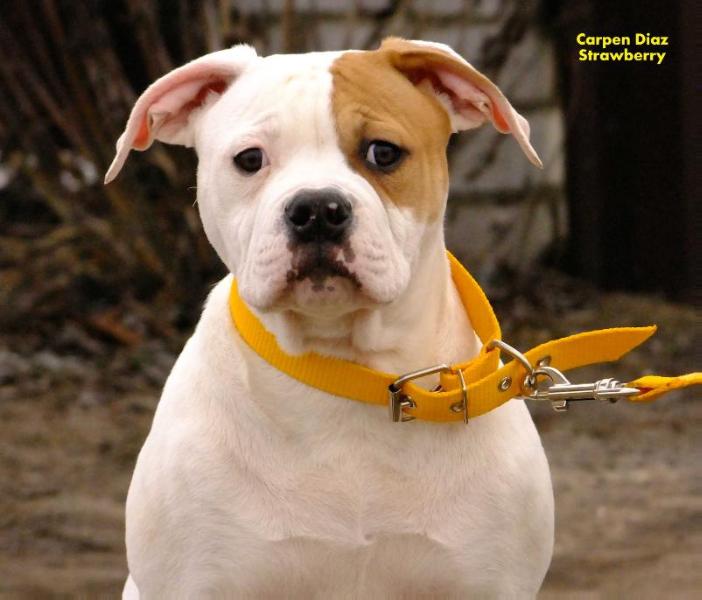 Carpen Diaz Strawberry | American Bulldog 