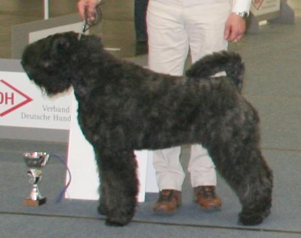 Horatio Caine v.d. Dambaernhoeve | Bouvier des Flandres 