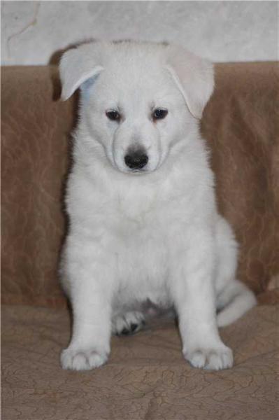 Fieliss Celebro Patria | White Swiss Shepherd Dog 