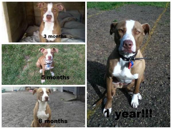 Dusa's Weenie | American Pit Bull Terrier 