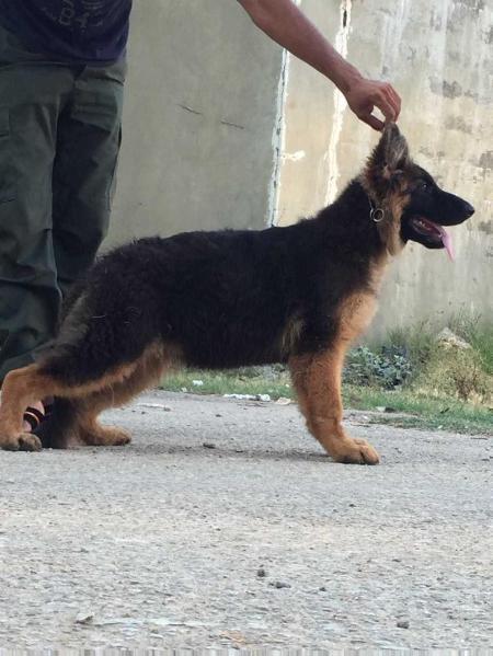 elsa haus arabica | German Shepherd Dog 