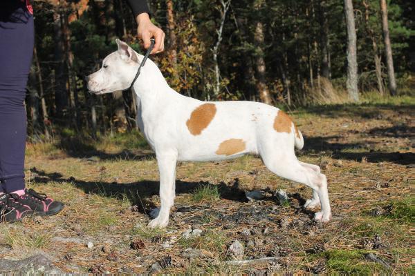Crazy Crys Emo Girl | American Staffordshire Terrier 