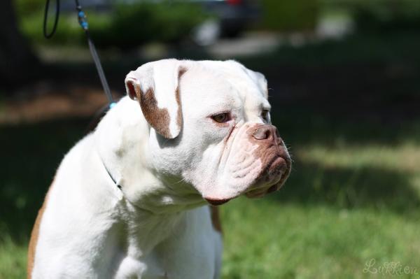 Livetime Bulls Mabel of Bulls of Crown | American Bulldog 