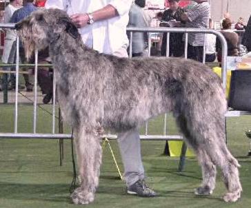 Spartacus Du Grand Chien De Culann | Irish Wolfhound 