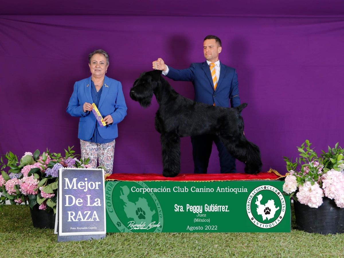 OZZY MAYO OF GOLD | Giant Schnauzer 