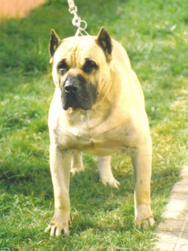 Kiko de Casa del Presa | Perro de Presa Canario 