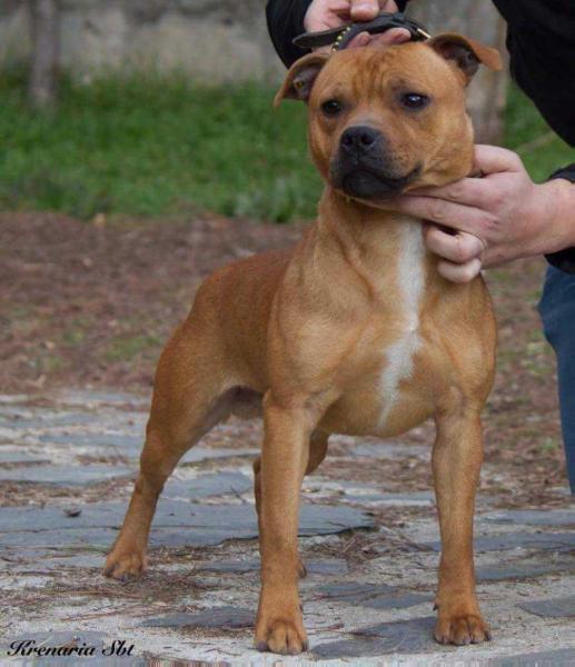 Earthquake Staff's Lucky Stroke | Staffordshire Bull Terrier 