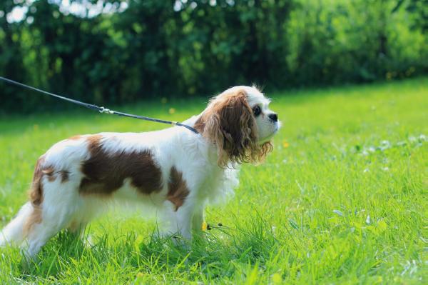 Crawford Polexia | Cavalier King Charles Spaniel 