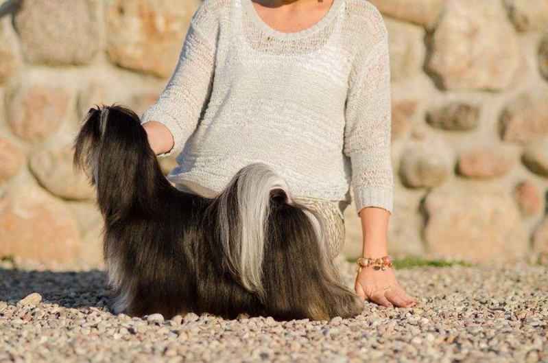 Tai Fanza Chic Choix Isabeau | Lhasa Apso 