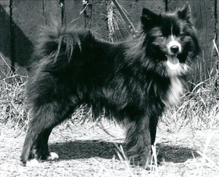 Serkur frá Thytur Stadir | Icelandic Sheepdog 