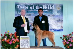 Bonny de los Leones de Fuego | Belgian Tervuren 