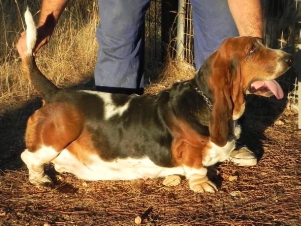 Fartona de Arimarmes | Basset Hound 