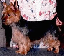 Benayr'S Love Potion | Australian Terrier 
