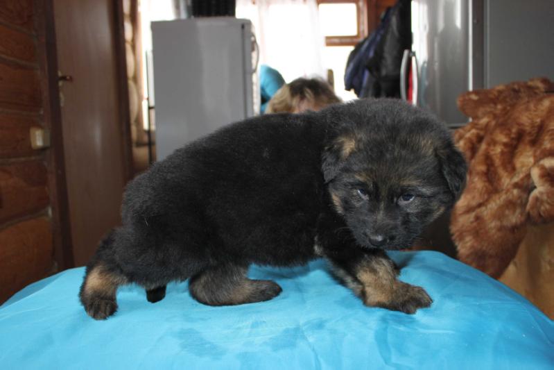Osin Haus Boomer | German Shepherd Dog 