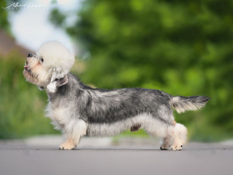 Barton Dandies The Winner Takes All | Dandie Dinmont Terrier 