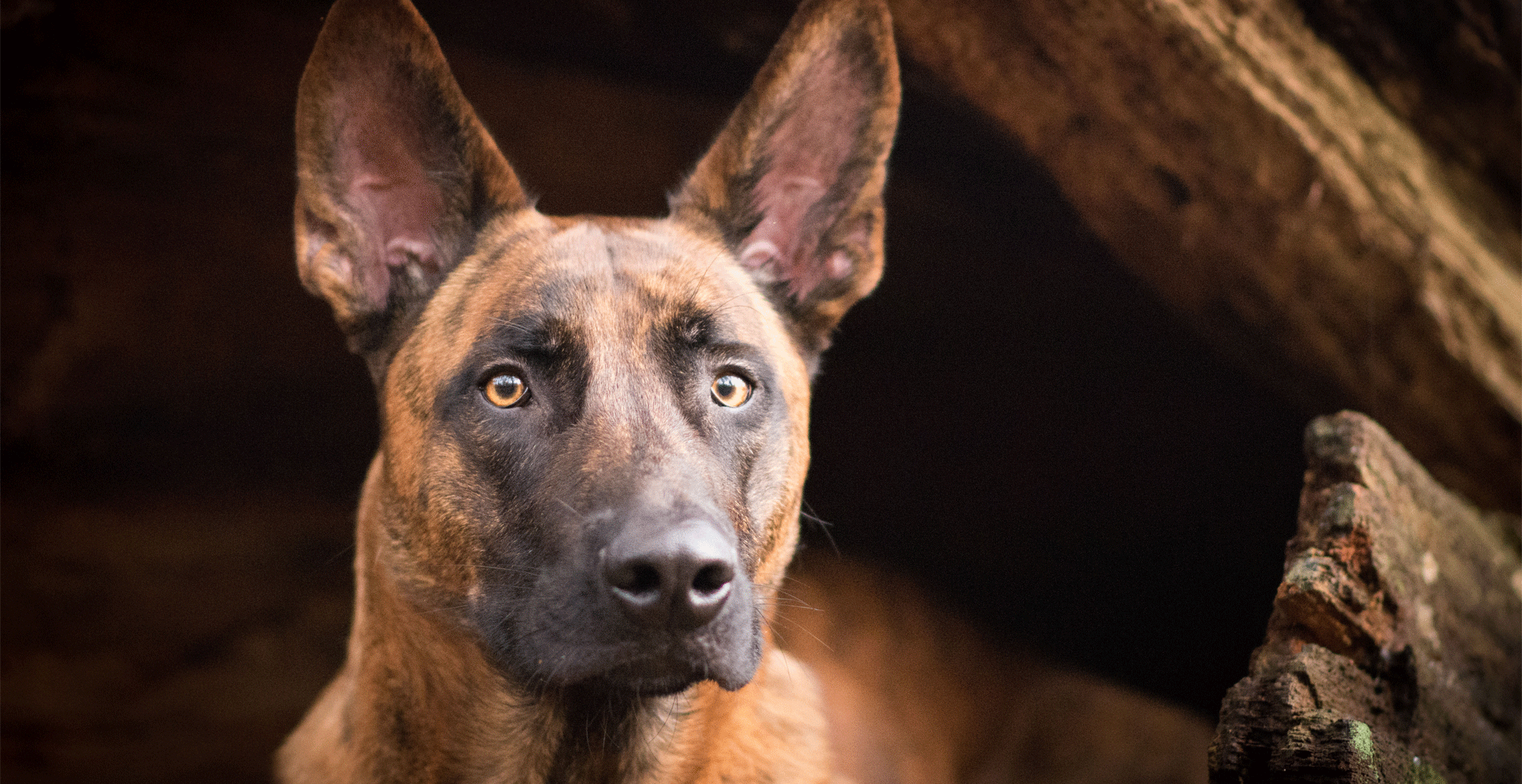 Dutch Shepherd