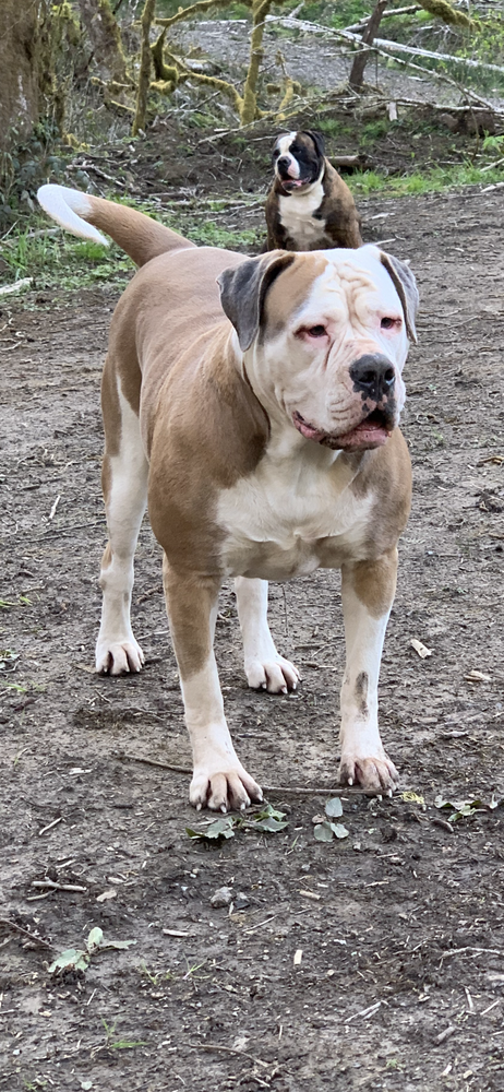 KnoxTown’s Clover | American Bulldog 