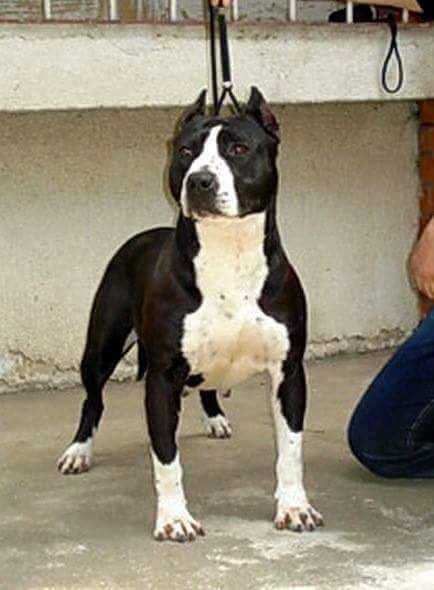 Campus Dei Montenegrina | American Staffordshire Terrier 