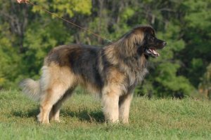 Rua Soleil Arden Bois | Leonberger 