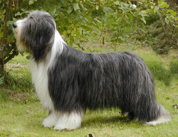Beardmarked's quite a lady | Bearded Collie 