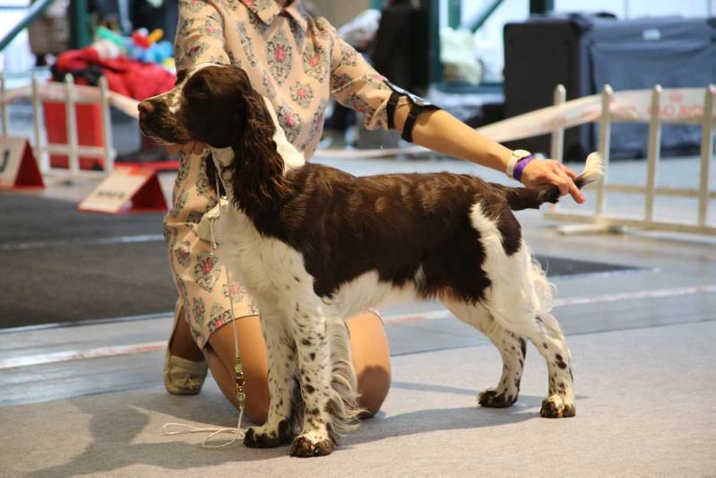 Foxberryhills Jewel To You Forever | English Springer Spaniel 