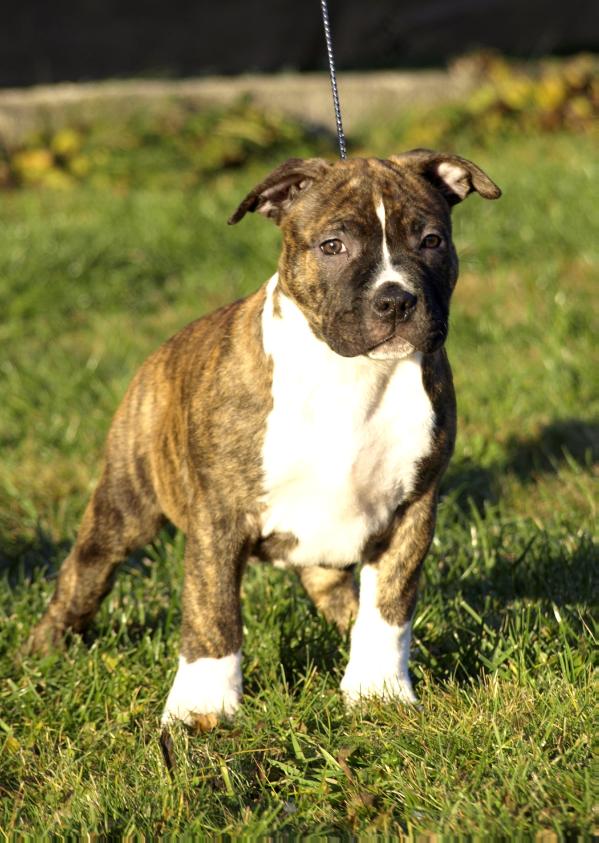 Dolly DOMINO TORO Presburg Staff | American Staffordshire Terrier 