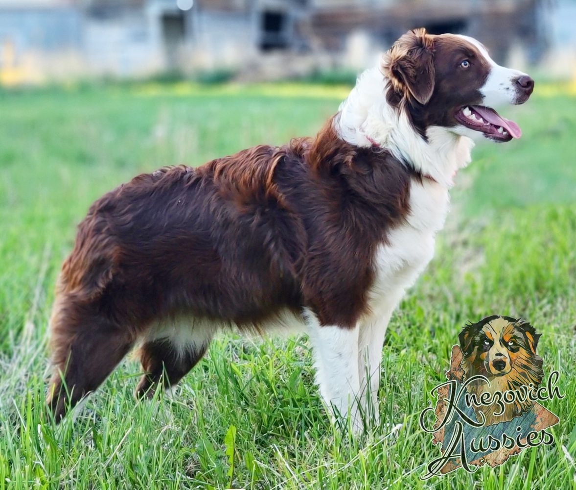 KNEZ DEVOVERE PASSIO | Australian Shepherd 
