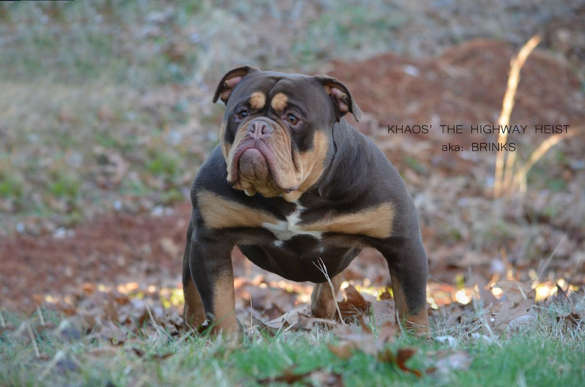 KHAOS' THE HIGHWAY HEIST "BRINKS" | Olde English Bulldogge 