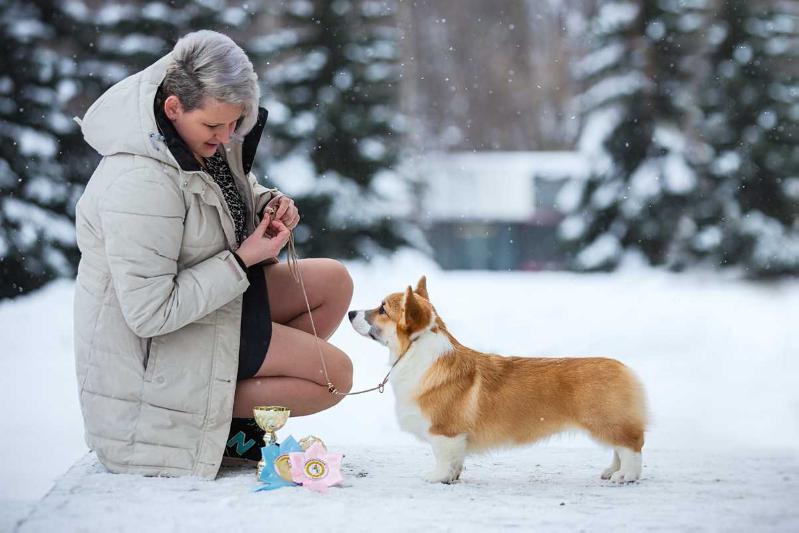 Adelhund Citrus Cake | Pembroke Welsh Corgi 