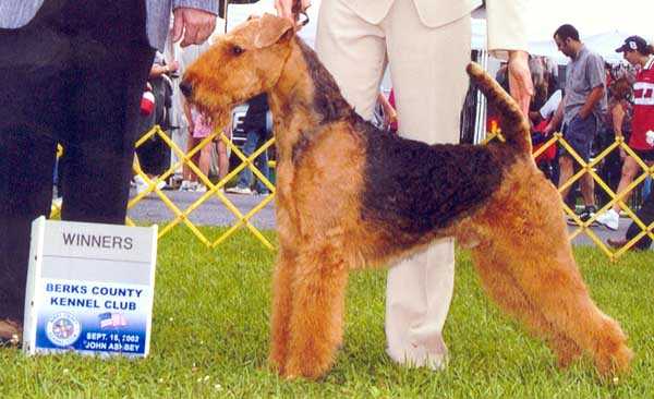 Oak Grove Yatasto of Joval | Airedale Terrier 