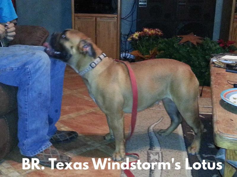 BR. TX. Windstorm's Lotus | Olde English Bulldogge 