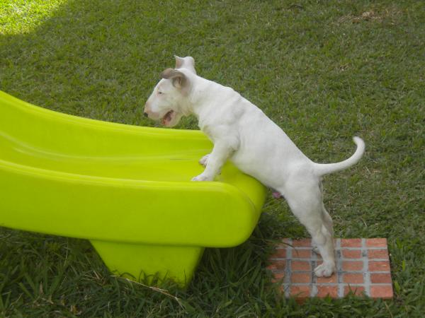 Hurricane Kobe At Madarock | Bull Terrier 