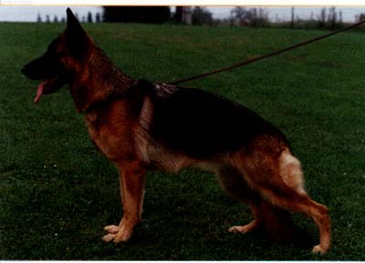 Purzel von der Urbecke | German Shepherd Dog 