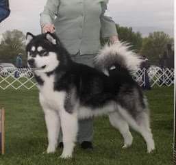 Owyhee's I'm A Rocket Man | Alaskan Malamute 