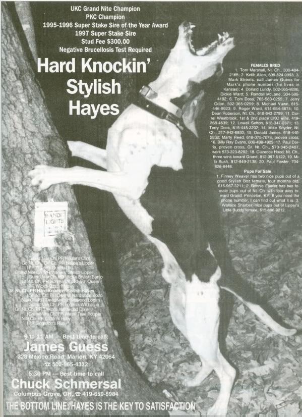 Hard Knockin Stylish Hayes | Treeing Walker Coonhound 