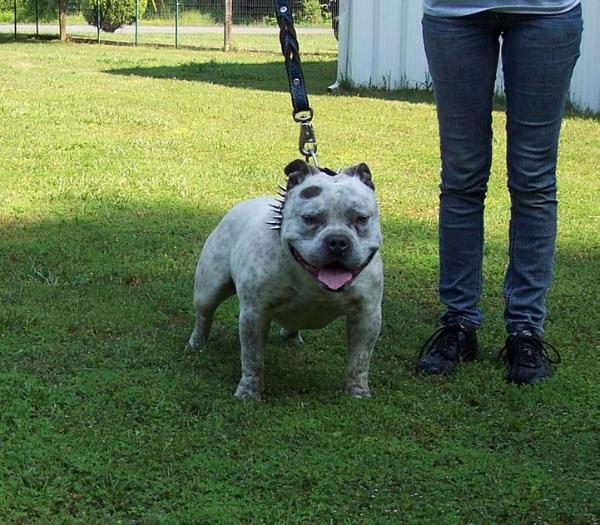 Legacyline's Blue Smoke | American Pit Bull Terrier 