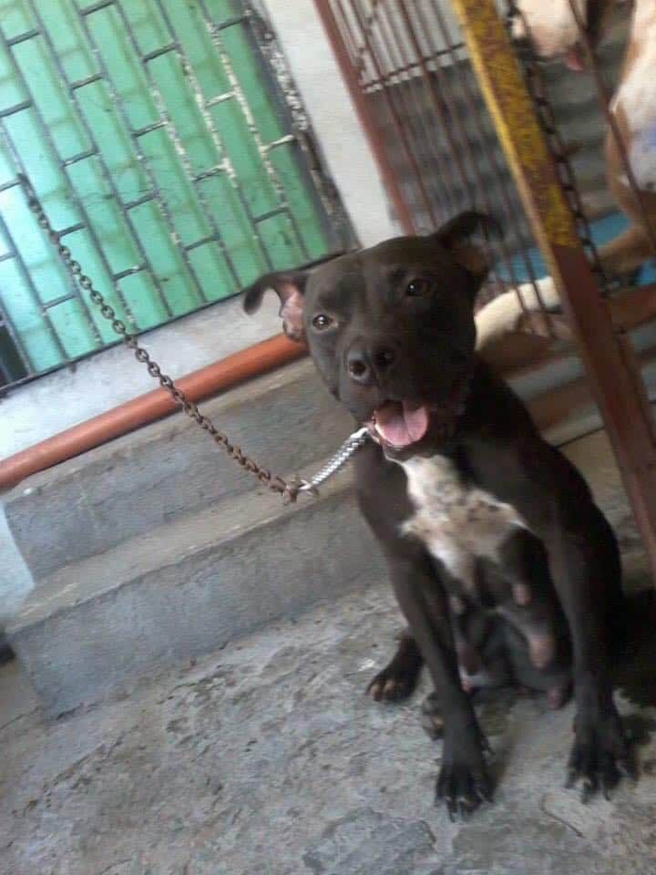 Pax's Althea | American Pit Bull Terrier 