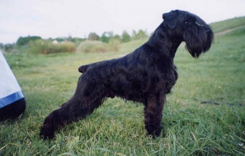 Pet Premiums Boruzele | Miniature Schnauzer 