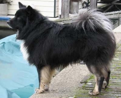 Ana Camptis Gaski | Icelandic Sheepdog 