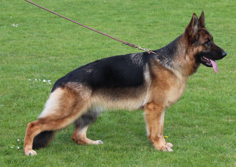 Jade von der Zenteiche | German Shepherd Dog 