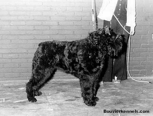 Ilya v.d. Axmagal | Bouvier des Flandres 